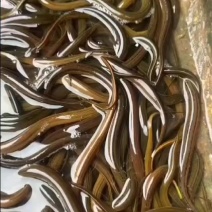 精品黄鳝苗批发黄鳝全人工苗