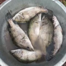 桂鱼