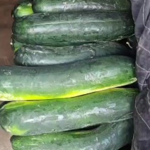 冬瓜黑皮冬瓜质量保证货量充足代发各地支持视频看货