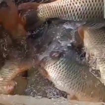 鲤鱼