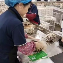 鹿茸菇