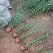 细叶芒种植基地园林绿化工程苗观赏草