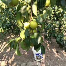 黄冠梨。快要成熟欢迎大家光临
