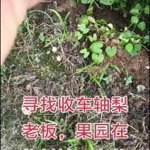 山东莱州市车轴梨