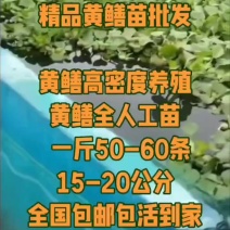 精品黄鳝苗批发