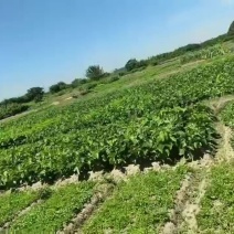 供应桐乡湖桑苗，育711，强桑1号，强桑5号，农桑14，