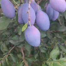 蓝西梅