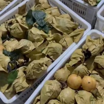 大量翠冠梨陆续出货中。有要货的老板可以来了产地直销