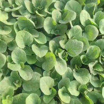 茄子苗直播嫁接长茄大龙长茄烧烤茄线茄苗765茄苗