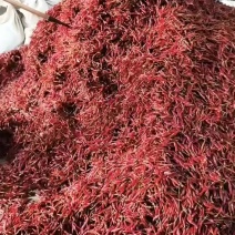 贵州满天星小米椒