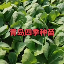 菜花苗