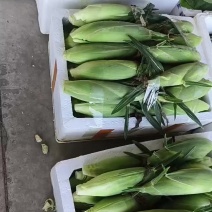 水果玉米大量上市