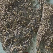 东皇蚂蚱