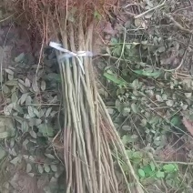 万亩紫惠槐基地直供现要现起欢迎合作来实地考察