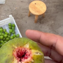青皮无花果