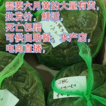 鲜活六月黄，规格齐全，当天捕捞