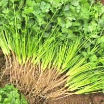 云南优质芫荽(香菜)