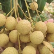 广东省茂名电白精品石峡龙眼，