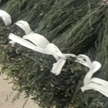 绿色干豆角产地发货保质保量
