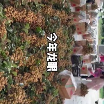 广东龙眼