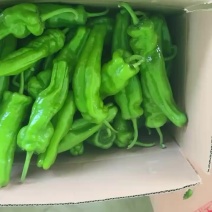 精品苏椒大量上市品质保证量大从优一手货源欢迎联系