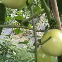 钦蜜9号百香果