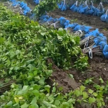 精品丁香成品苗，基地自产自销