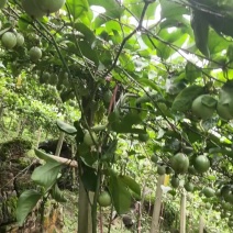 1.黄金百香果纯甜无酸