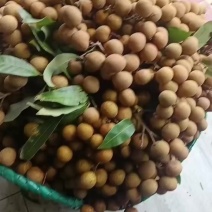 储良龙眼