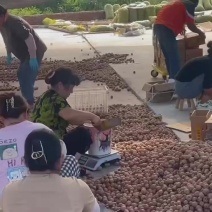 青皮核桃鲜核桃，批发零售，电商平台一件代发
