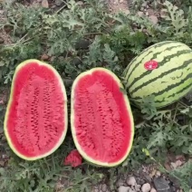 甘肃靖远硒砂瓜，石头瓜，大量上市，产地直供，品质保证！