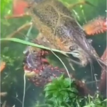 湖北洪湖市精品小龙虾，大中小规格齐全，产地直供