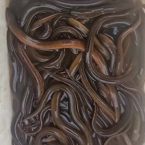 田螺，石螺，土黄鳝，小龙虾