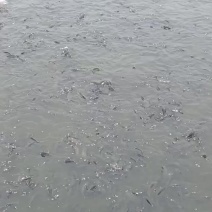 淡水鲳鱼