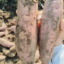 白哈密冰糖蜜薯沙地红薯