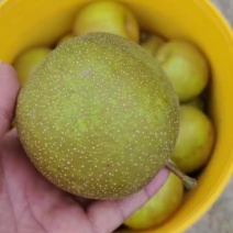 脆冠梨二批果