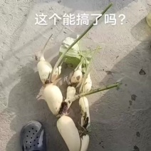 鄂莲6号超白，嫩！