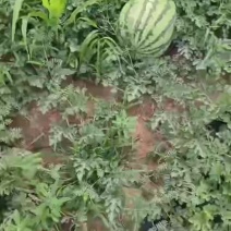 陕西榆林鱼河镇沙地西瓜
