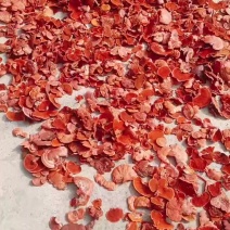红栓菌