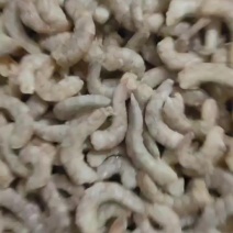 潍坊滨海虾仁