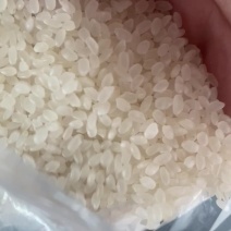 【东北珍珠米】品质保证