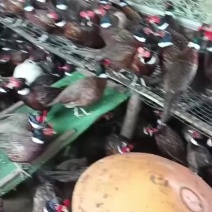 七彩山鸡养殖批发基地，肉质鲜嫩，五谷杂粮的喂养