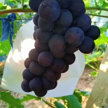自家果园精品140葡萄批发🍇