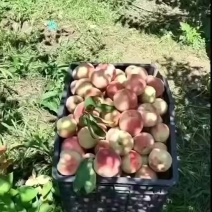 特大毛桃