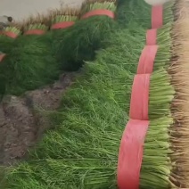 量大物美价廉