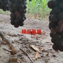 夏黑葡萄