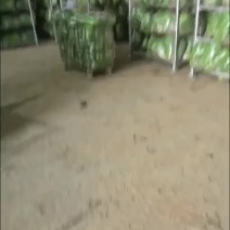 唐山中叶铁杆青大量有货