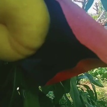 黄金毛蟠