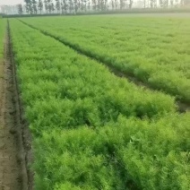 饶阳茴香