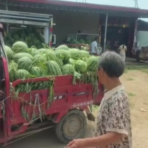 河南开封通许露天麦茬春光62长花瓜大量供货中，价格美丽